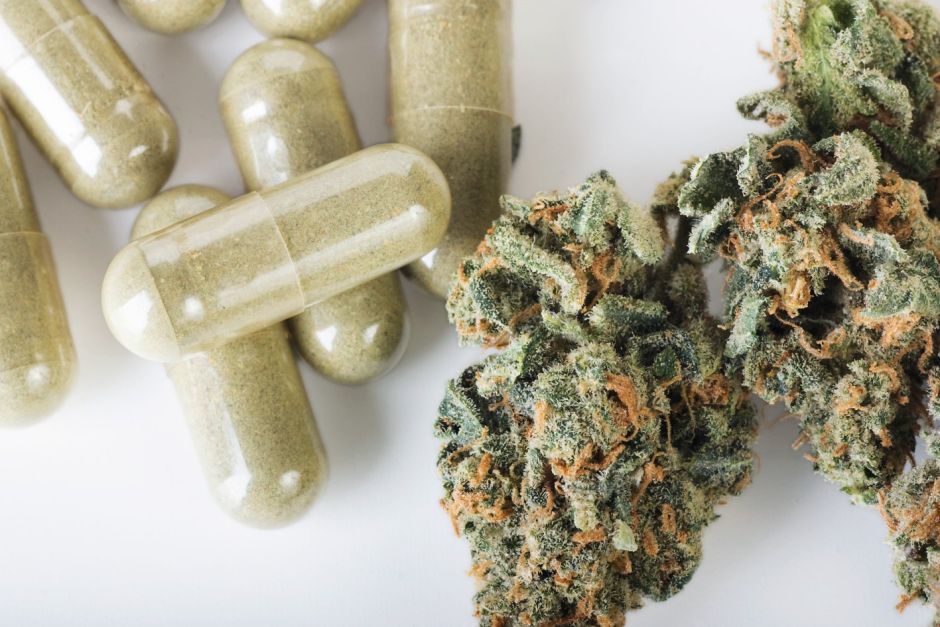 Cannabis Pflanze Kapseln Adobe Stock Charlottelake