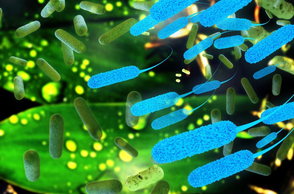 E. coli Bakterien in grün und blau