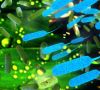 E. coli Bakterien in grün und blau